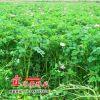 批發四季種植綠肥牧草蜜源紅花草翹瑤紫云英種子