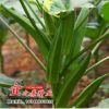 批發蔬菜 黃秋葵種子 補腎菜 黃秋葵秋葵 四季播 特色蔬菜