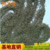 批發草坪種子 直銷百慕大爬根絆根草狗牙根綠化植被