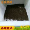 產地批發欒樹種子 欒樹小苗