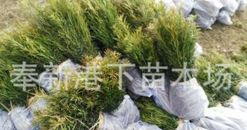 廠家直銷羅漢松批發 羅漢松 小葉花卉園林植物 羅漢松樹