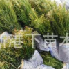 廠(chǎng)家直銷(xiāo)羅漢松批發(fā) 羅漢松 小葉花卉園林植物 羅漢松樹(shù)
