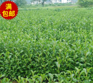 現貨基地直銷 綠化園林杞木苗 規格齊全花卉 苗木批發