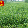 現(xiàn)貨基地直銷(xiāo) 綠化園林杞木苗 規(guī)格齊全花卉 苗木批發(fā)