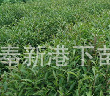專業生產 杜英種子 杜英小苗 杜英苗木 快速發貨規格全價格低
