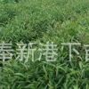 專(zhuān)業(yè)生產(chǎn) 杜英種子 杜英小苗 杜英苗木 快速發(fā)貨規(guī)格全價(jià)格低