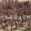 直銷紅楓樹 日本紅楓 庭院綠化樹 嫁接紅楓樹 綠化樹木