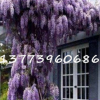 批發(fā)紫藤樹小苗 紫藤蘿花苗 別墅小區(qū)花架長廊攀援爬藤花卉植物