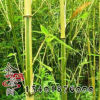 金鑲玉竹 金竹子苗 庭院 圍墻 觀賞 植物綠化鑲玉竹苗 基地發(fā)貨