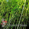 剛竹綠化工程庭院綠化苗木 剛竹苗 四季常青竹子小苗 規(guī)格齊全