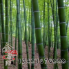 觀賞竹批發(fā) 種類齊全 淡竹苗批發(fā) 規(guī)格齊全 淡竹苗銷售 基地發(fā)貨