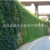 五葉地錦-三葉地錦-爬山虎-爬墻虎-墻的綠裝 爬墻高手