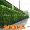 圍墻植物庭院四季常青籬笆北海道黃楊冬青黃楊 大葉黃楊
