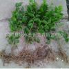 重瓣白茉莉花苗室內盆栽雙色茉莉花苗香味濃郁凈化空氣花卉