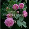 紅花薔薇 庭院盆栽 多花薔薇 盆栽薔薇花 當(dāng)年開花卉爬藤爬墻