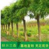 綠化苗法青法國冬青苗圍墻樹苗冬青樹苗珊瑚樹苗做籬笆圍墻發(fā)青