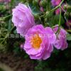 紅花薔薇花苗爬藤苗庭院花卉陽臺(tái)綠植盆栽爬藤植物 小苗 綠化工程