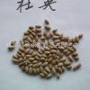 杜英種子、大葉杜英種子、尖葉杜英種子 小葉杜英種子 優(yōu)質(zhì)品種