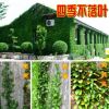 常青花卉攀緣植物*爬藤小葉扶芳藤*爬行衛(wèi)矛(四季不掉葉)可盆栽