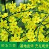 苗圃基地直銷迎春苗 園林綠化小苗 公園美景庭院迎春花