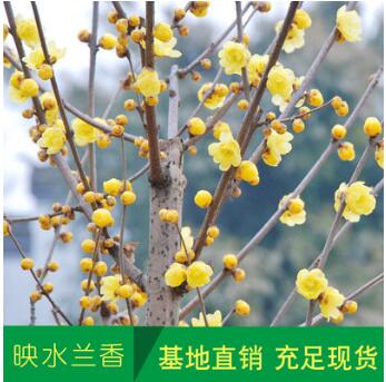 基地批發(fā)梅花苗 臘梅樹苗 庭院觀花植物綠化苗木 成活率高