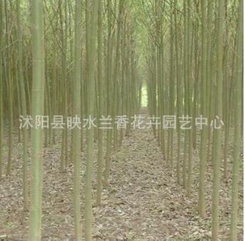 垂柳旱柳直柳河柳江柳垂柳柳樹苗工程綠化苗木行道樹苗風(fēng)景樹苗