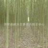 垂柳旱柳直柳河柳江柳垂柳柳樹苗工程綠化苗木行道樹苗風(fēng)景樹苗