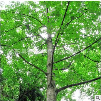 基地批發(fā)馬褂木樹苗 行道樹庭陰樹苗 又叫鵝掌楸