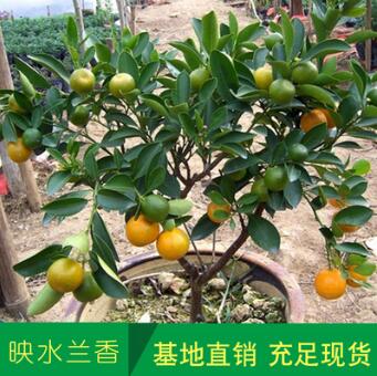 橘子果樹苗 砂糖桔樹苗 沙糖橘苗 基地現(xiàn)貨批發(fā)果樹樹苗