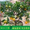 橘子果樹苗 砂糖桔樹苗 沙糖橘苗 基地現(xiàn)貨批發(fā)果樹樹苗