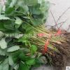 草莓基地供應(yīng)優(yōu)質(zhì)草莓苗批發(fā) 草莓小苗 盆栽地栽苗果樹(shù)樹(shù)苗批發(fā)