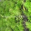 苗圃直銷 屋頂綠化專用草坪 佛甲草 房頂隔熱草皮 耐旱 易養 優質