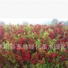 基地直銷紅王子錦帶優質綠化苗木 紅王子錦帶色塊苗規格齊全量大