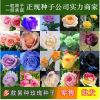 玫瑰花種子四季易種活鮮花卉苗陽臺室內盆栽花籽批發紅玫瑰花種子