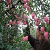 蘋果樹苗嫁接柱狀盆栽地栽矮化南方北方種植無花果藍莓櫻桃銀杏