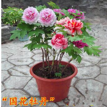 牡丹花苗大苗種根種子批發庭院綠植花卉盆栽觀花四季芍藥洛陽菏澤