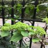 木繡球樹苗繡球花斗球花粉團花馬球白繡球木本繡球瓊花盆地栽嫁接