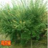 雞爪槭漆苗槭樹青楓小苗盆栽庭院種植苗圃直銷槭樹雞爪楓紅楓批發