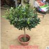 含笑花樹苗批發香蕉花濃香花卉陽臺庭院室內辦公室盆栽濃香綠植