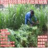 黑麥草種子進口紫花苜蓿 紫云英 冬牧70種子多年生菊苣草坪牧草
