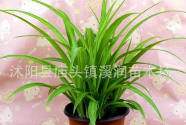 青葉吊蘭盆栽綠植室內(nèi)花卉水培植物辦公室花草凈空氣