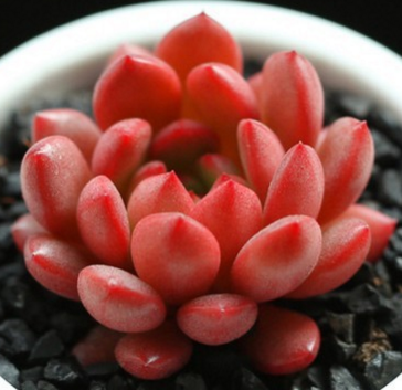 紅寶石多頭群生多肉植物組合盆栽防輻射迷你 肉肉植物不含盆