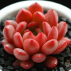 紅寶石多頭群生多肉植物組合盆栽防輻射迷你 肉肉植物不含盆