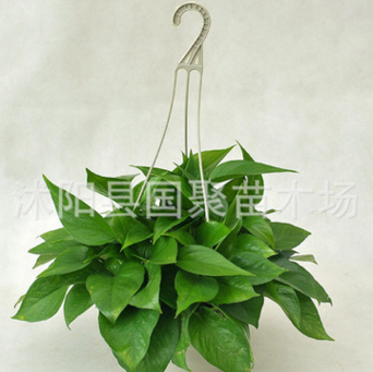 批發(fā)盆栽植物 綠蘿盆栽 室內(nèi)綠色植物盆栽 綠蘿 除甲醛