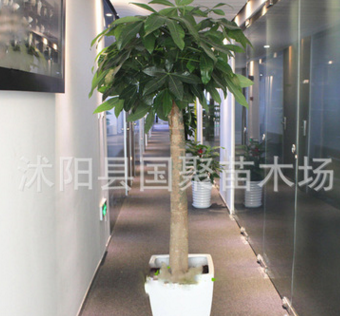 發(fā)財(cái)樹盆景 獨(dú)桿發(fā)財(cái)樹 麻花辨發(fā)財(cái)樹 興旺植物 盆栽大發(fā)財(cái)樹