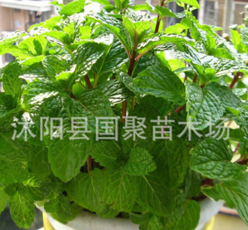 批發 薄荷盆栽 清涼醒腦提神 檸檬薄荷