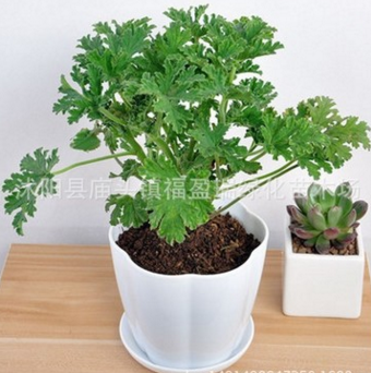 基地直銷驅蚊草 室內盆栽植物 香葉天竺葵 驅蚊效果好