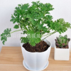 基地直銷驅蚊草 室內盆栽植物 香葉天竺葵 驅蚊效果好