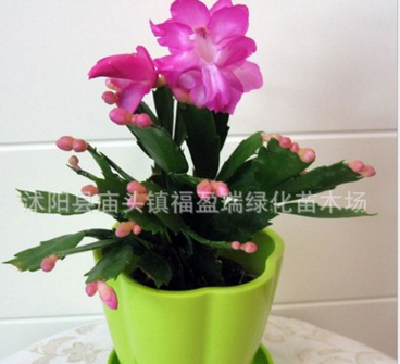 室內(nèi)外盆栽綠植四季常青觀葉花卉 蟹爪蘭 凈化空氣當(dāng)年開花大苗