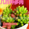 虹之玉多肉植物批多肉植物批發多肉一件代發零售混批多肉批發